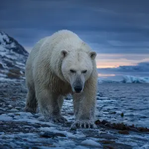 Bear + Polar bear